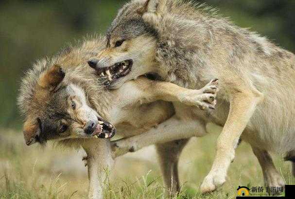 兽巢探秘：自然之力的杰作与野生动物的庇护所