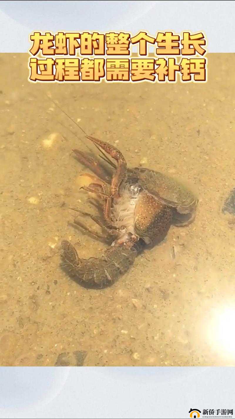 龙虾养殖秘籍：饥荒联机版中的水生维生艺术