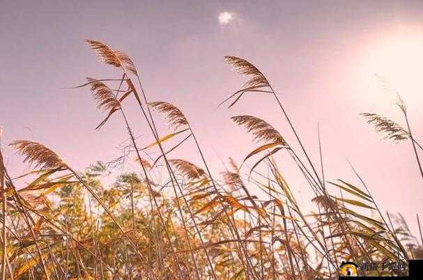 芦苇丛深处的温情：静谧中的温暖
