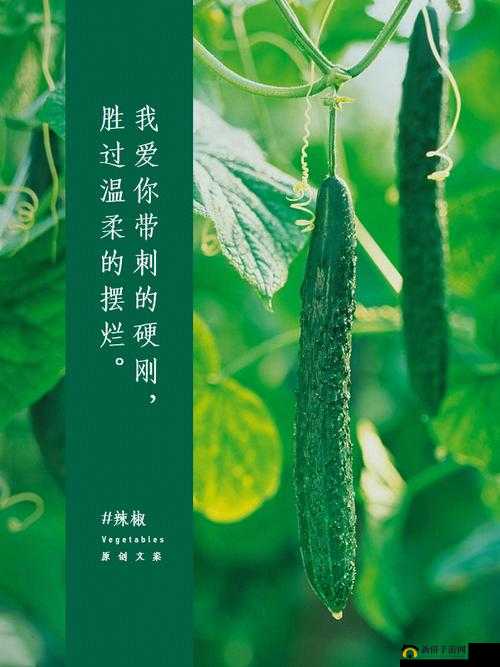 小东西才一根黄瓜而已的推荐书成畅销书籍：书迷的狂热追捧