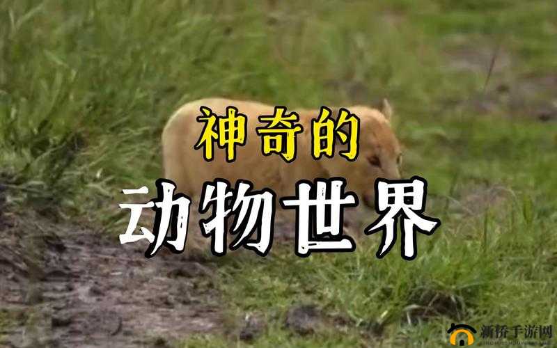 日本ZOOM 动物：神奇的物种世界