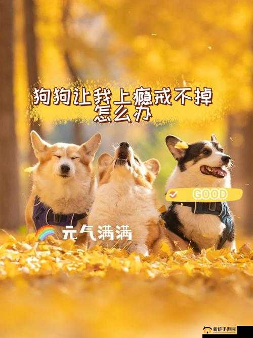 狗狗让我上瘾戒不掉怎么办：求助