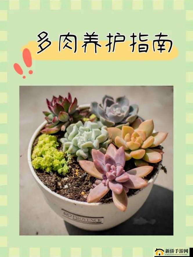 皇家共享小公主多肉怎么养：多肉植物的养护秘籍