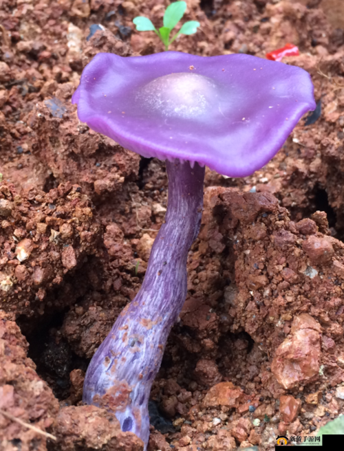 紫色蘑菇是什么蘑菇能吃吗？其安全性解析