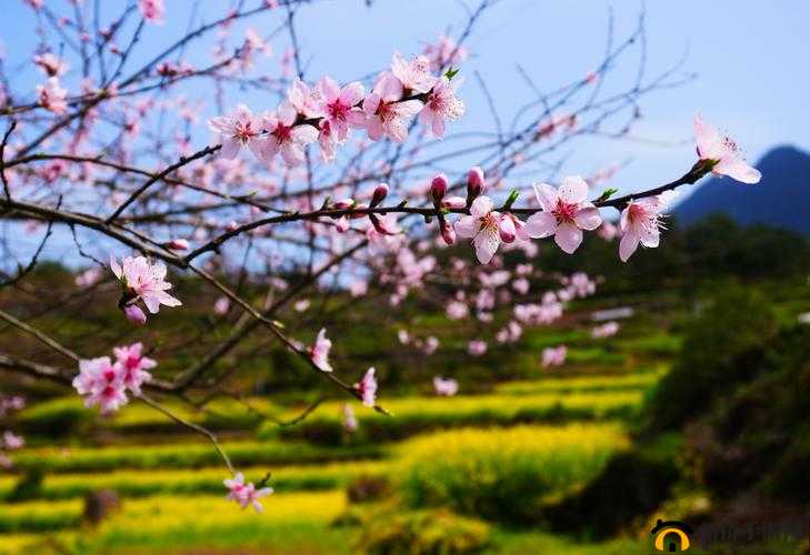 国色天香桃花朵朵开：绽放绝美之景