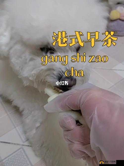 人狗胶配方大全免费天气预报：实用指南