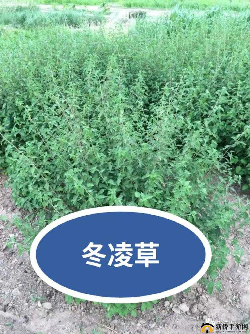 嫩叶草 m 码和澳洲码的区别