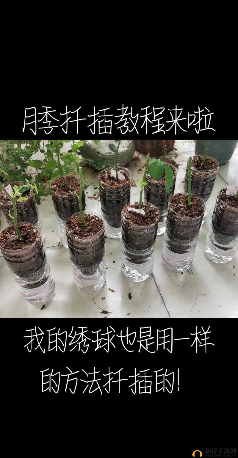 扦插过程视频详细展示