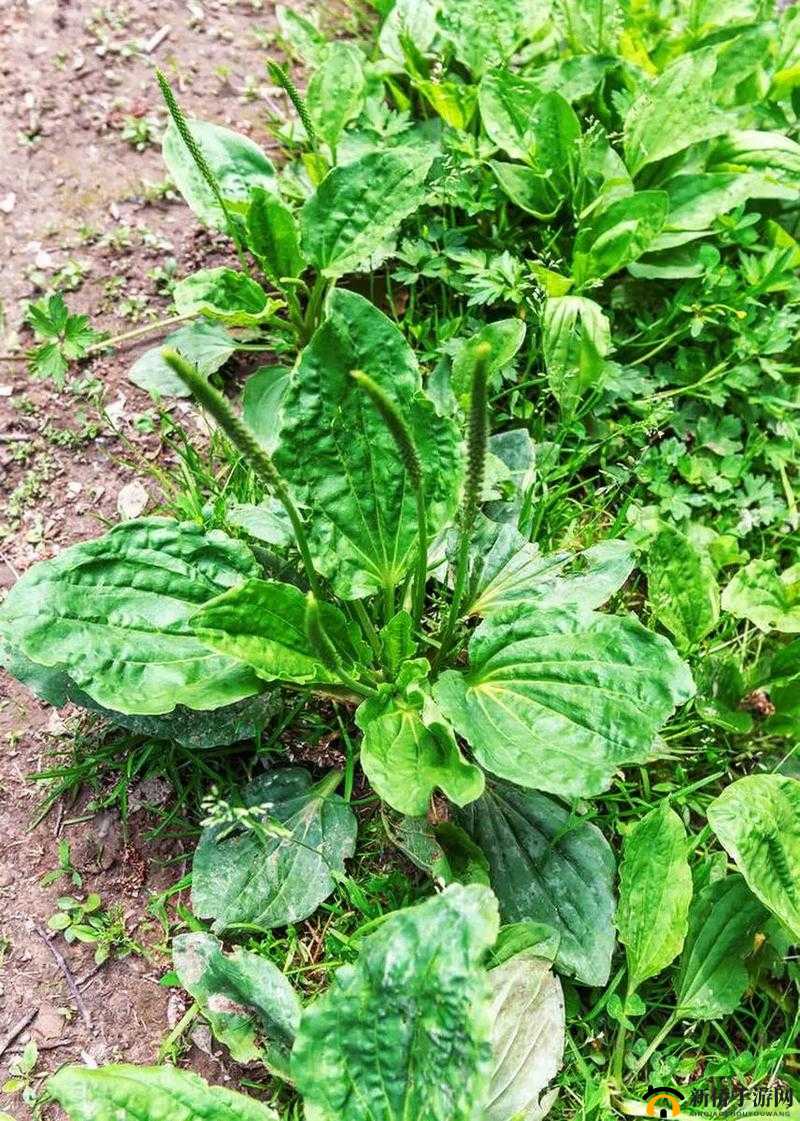 17c 起草国卢：一段被遗忘的历史