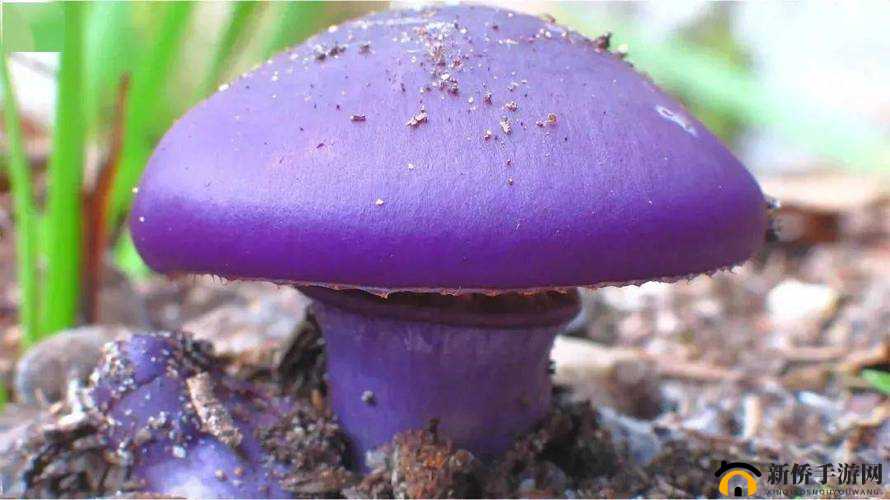 紫色的蘑菇根很粗大能吃吗迟迟不收入：到底怎么回事