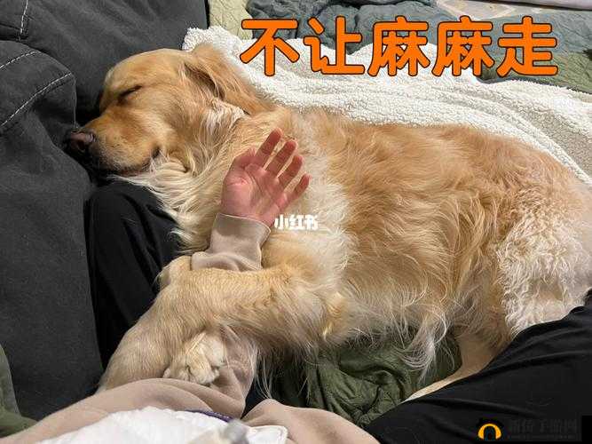 我和我家大金毛被卡住后如何自救