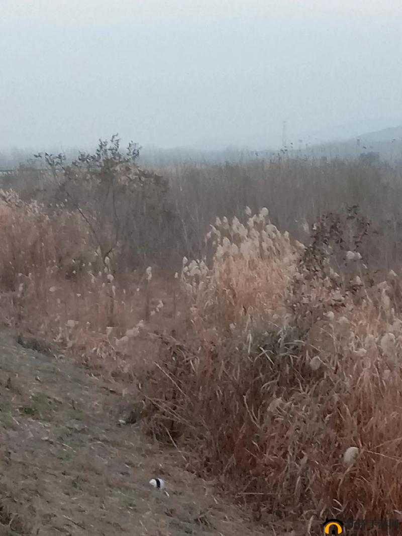 福和母亲的芦苇对话
