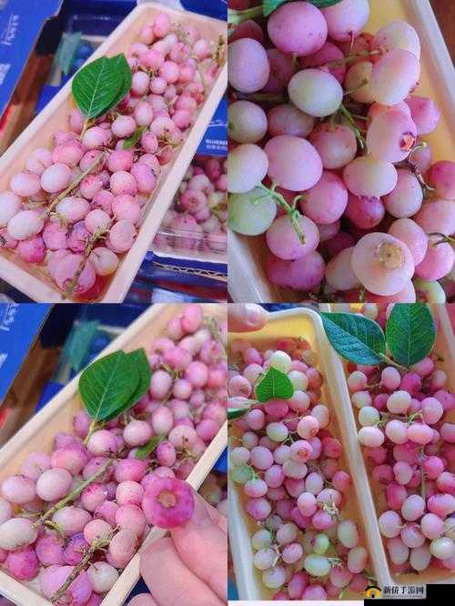 粉色～你 tm 别 了蓝莓：浪漫蓝莓情