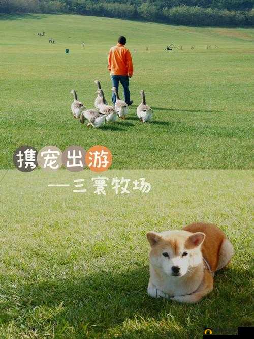 ZOOMSERVO 兽狗牧场：打造独特养殖体验