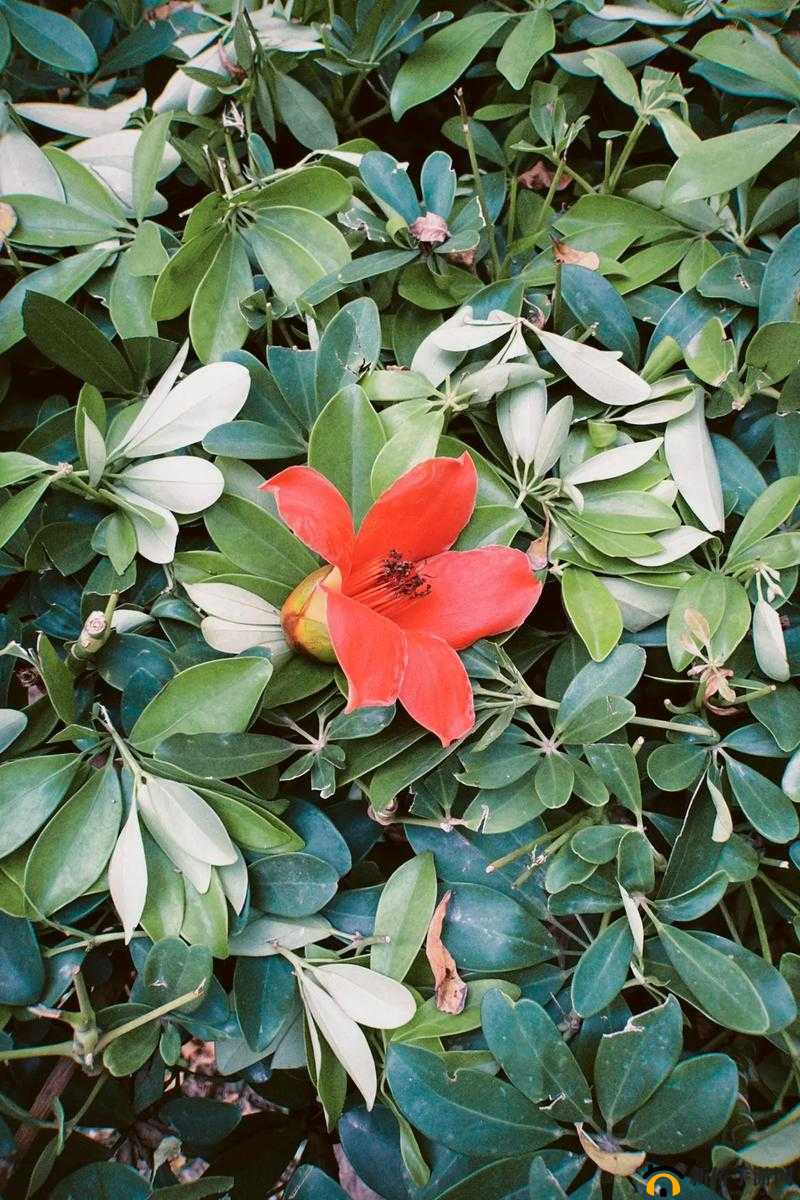 震惊八寸长的大宝贝竟然是......