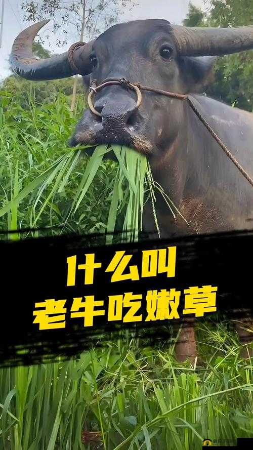 老牛嫩草一二三产品区别蘑菇视频版本升级完成啦