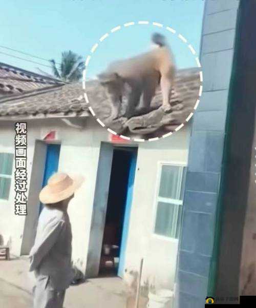生猴子的全过程不盖被子图片：探索生命的奥秘