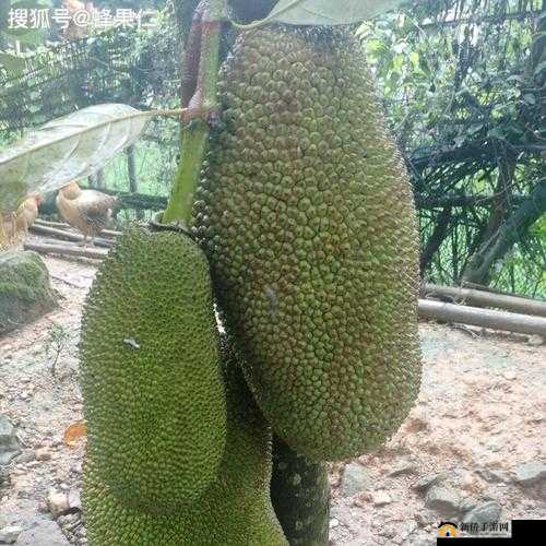 菠萝菠萝蜜免费视频：精彩内容等你来享
