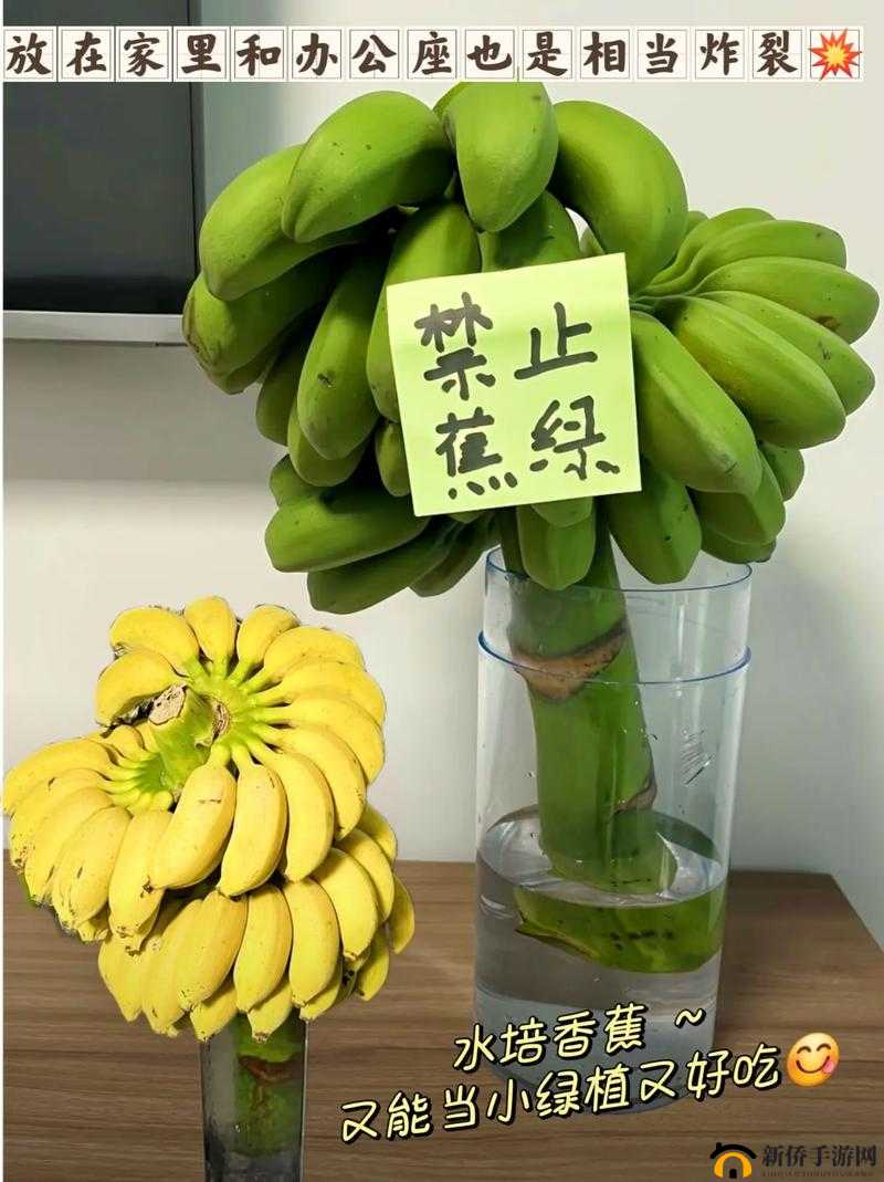 香蕉和忘忧草对焦虑的影响成片已正式发布：深度解读