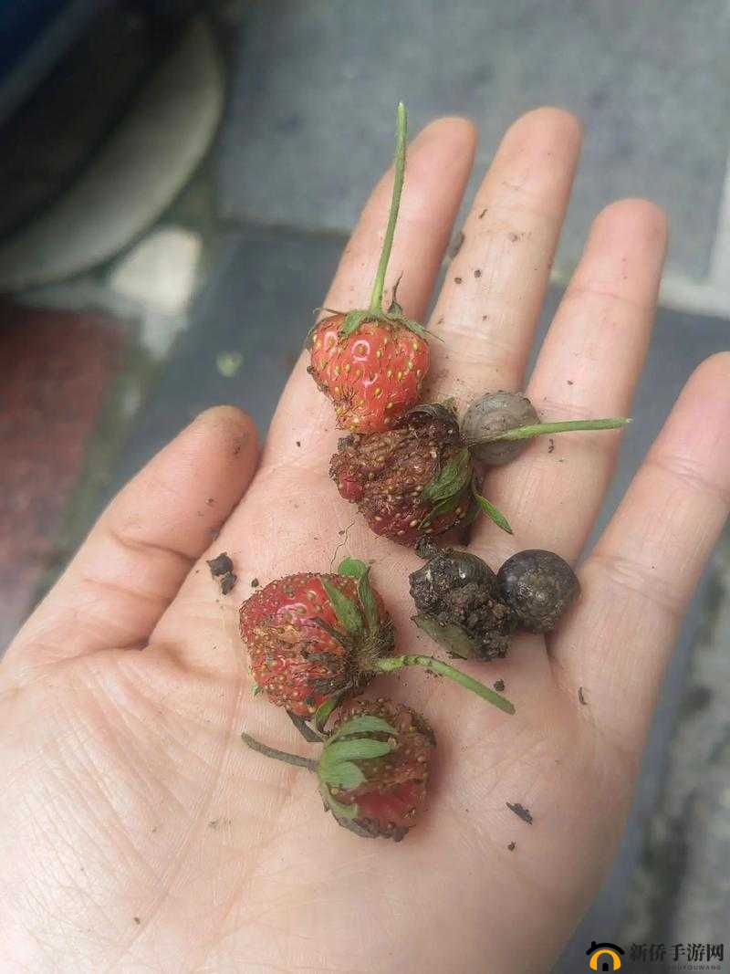 草莓洞洞榨汁法：新奇独特的榨汁方式