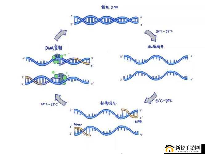 DNA 非特异性杂交：原理与应用探索