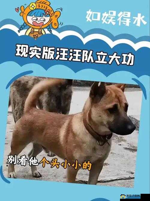小狗爬过来叫主人：萌宠的忠诚呼唤