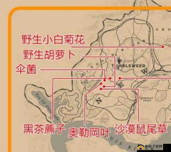 《荒野探索：夹竹桃鼠尾草的分布秘境》