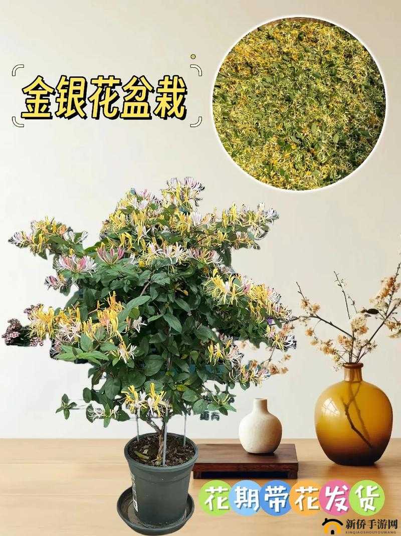 多肉小镇金银花：探索其独特魅力与无限发展可能