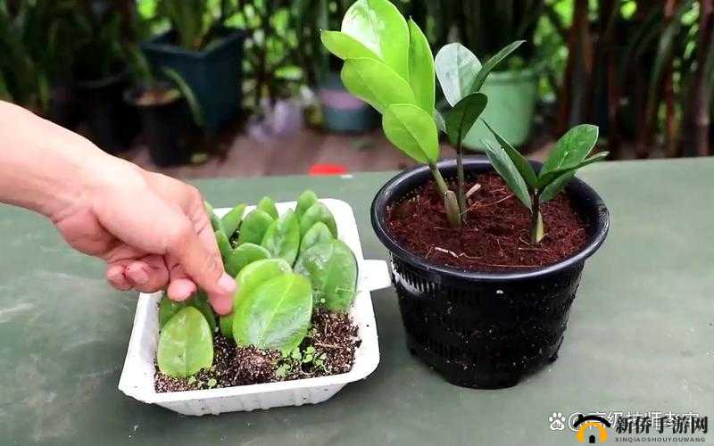 欧式 72 种扦插法的注意事项完成优化上线：助力植物繁殖新突破