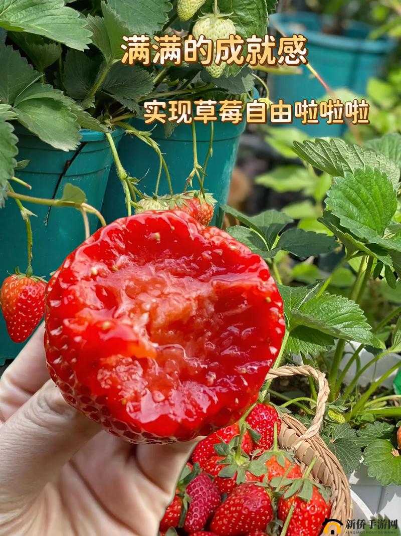 草莓视频福利院：独特视频内容的精彩汇聚地