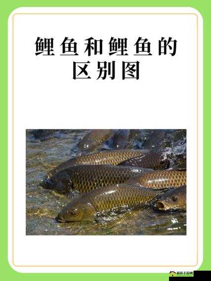 鲤鱼吸水与会夹的区别：特性及表现差异探讨