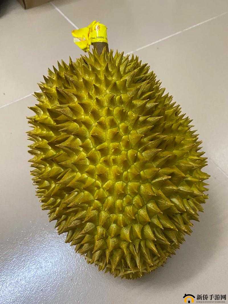 榴莲视频网站：一个提供丰富多样视频内容的平台
