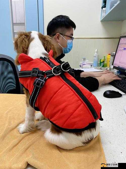 狗狗射速好烫太怕了春雨医生：关于狗狗相关问题的探讨与解答