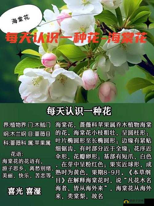 风月海棠001：一部极具特色和魅力的作品