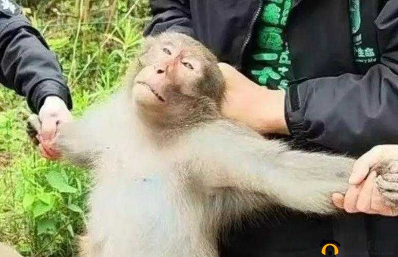二人生猴子全程无被子免费引发的一系列令人震惊的事件