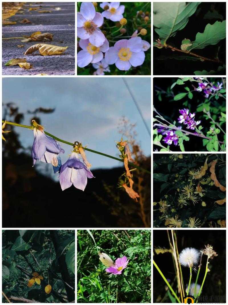 野花在线观看免费观看手机：提供优质便捷观影体验