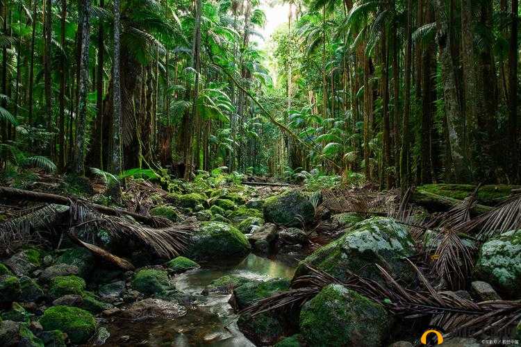 仙踪林视频：探寻那片神秘的林间奇妙世界