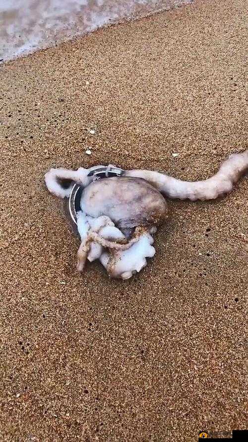 章鱼：你看我进洞了吗？