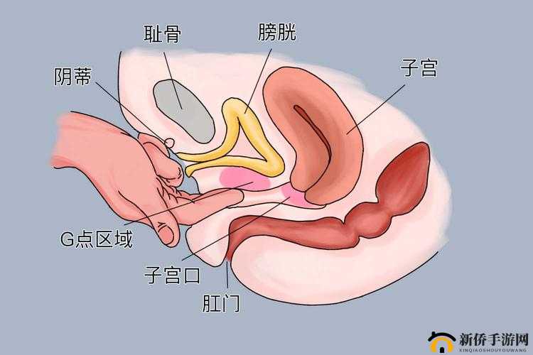 C 点和 G 在哪个部位：探寻人体敏感区域的奥秘