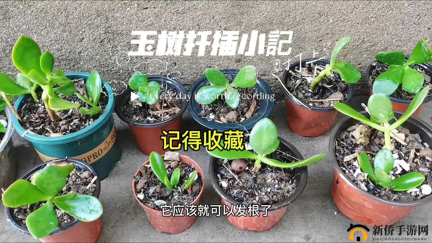 日本 72 种扦插方式：探索园艺技巧的奥秘