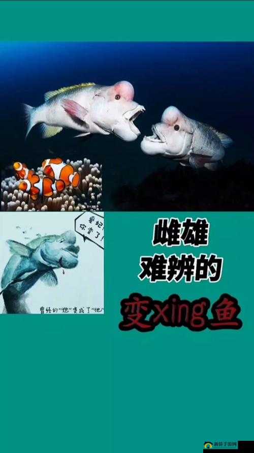 校园鱼没有脚，是怎样的奇闻异事？