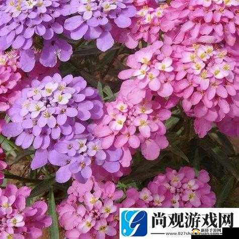 蘑菇头顶开花缝独特景象引发的奇妙思考