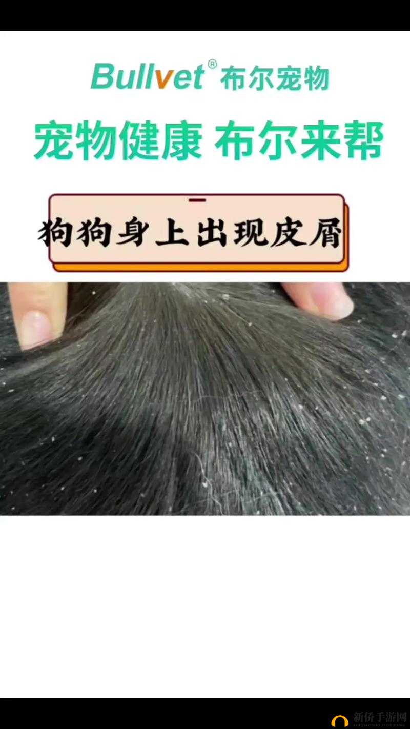 狗狗身上出现又硬又烫又臭的东西该怎么办呢