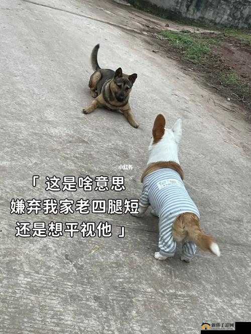 我的狗老公拉婆婆一起去公园散步好开心呀