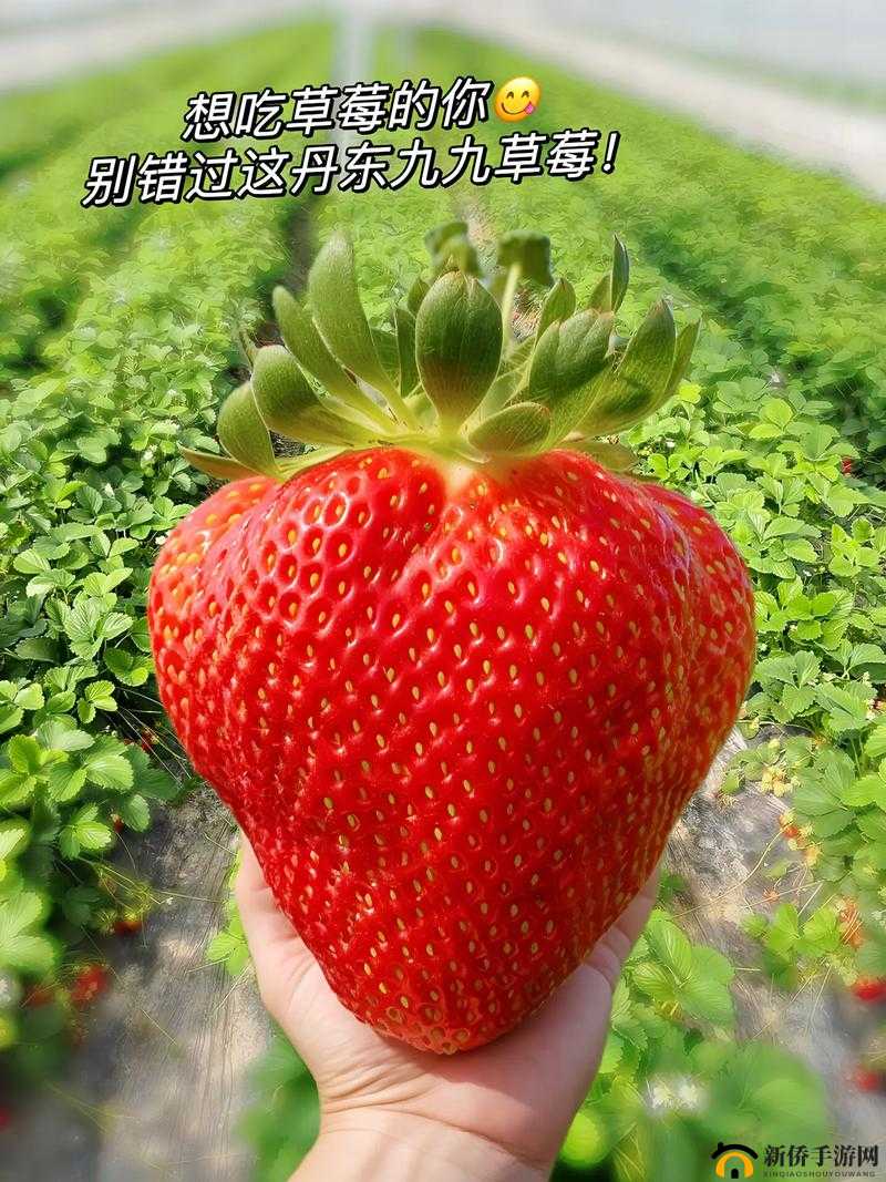 实力蜜丝婷大草莓和小草莓对比之详细差异解析