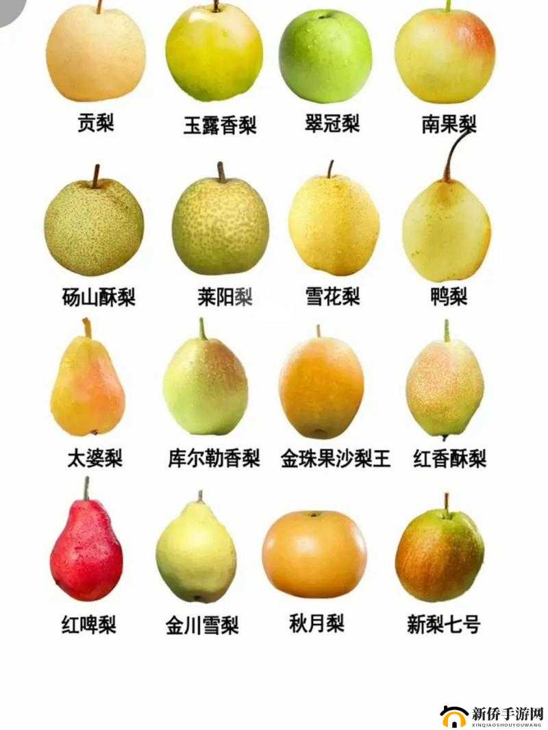 哪种梨有梨中皇后之称：探寻其背后的独特魅力与价值所在