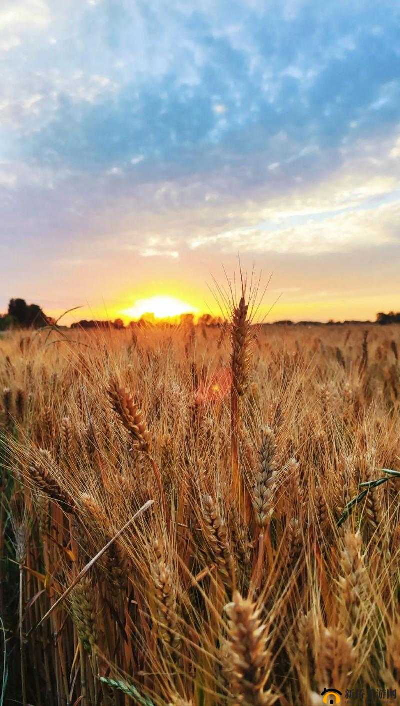 韩国朋友家麦子的种植经验：选种、耕地、施肥、播种、灌溉、除草、防虫