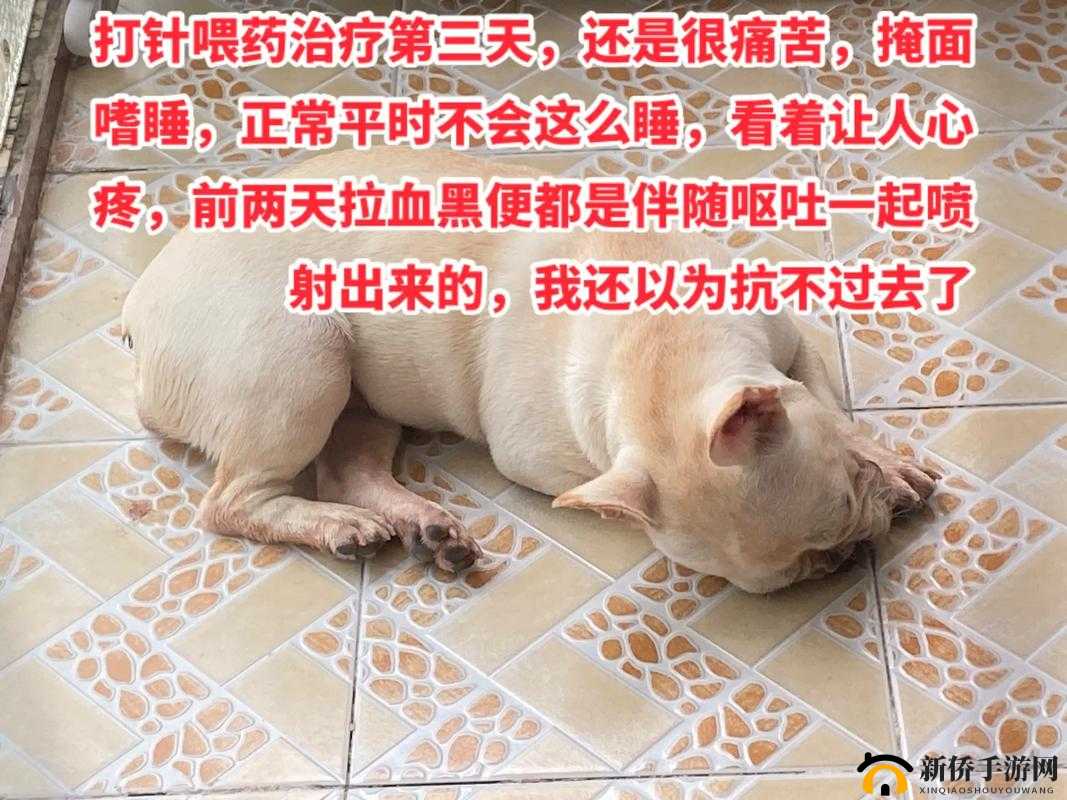 主人要求每天跪着请安并发送照片：是服从还是控制？