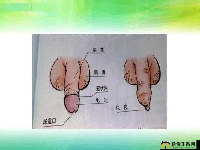 无套后射大学生：性教育与责任的探讨