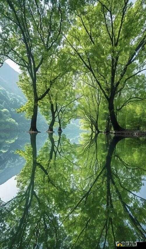镜子中我们结合处发出的奇妙景象与启示